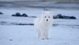 Desktop wallpaper. Animals. ID:123419