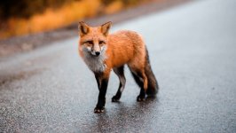Desktop wallpaper. Animals. ID:123651
