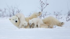 Desktop wallpaper. Animals. ID:123747