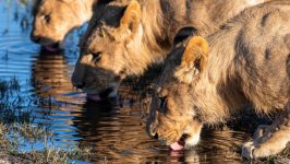 Desktop wallpaper. Animals. ID:124065