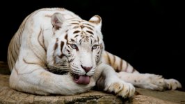 Desktop wallpaper. Animals. ID:124259