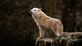 Desktop wallpaper. Animals. ID:124323