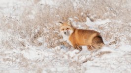 Desktop wallpaper. Animals. ID:124388