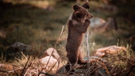 Desktop wallpaper. Animals. ID:124470