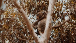 Desktop wallpaper. Animals. ID:124505