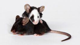 Desktop wallpaper. Animals. ID:124641