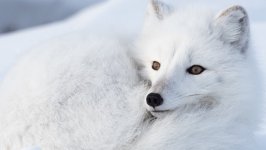 Desktop wallpaper. Animals. ID:124722
