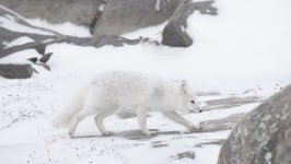 Desktop wallpaper. Animals. ID:124723