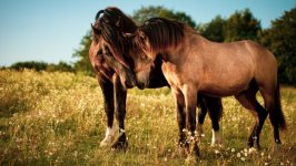 Desktop wallpaper. Animals. ID:125009