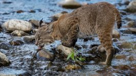 Desktop wallpaper. Animals. ID:125173