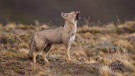 Desktop wallpaper. Animals. ID:125198