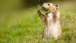Desktop wallpaper. Animals. ID:125621