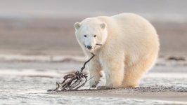 Desktop wallpaper. Animals. ID:125857