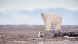 Desktop wallpaper. Animals. ID:125858