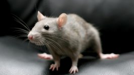 Desktop wallpaper. Animals. ID:125883