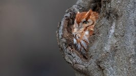 Desktop wallpaper. Animals. ID:126095