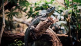 Desktop image. Animals. ID:132602