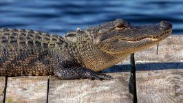 Desktop wallpaper. Animals. ID:126968