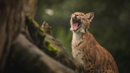 Desktop wallpaper. Animals. ID:128506