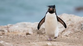 Desktop wallpaper. Animals. ID:128750