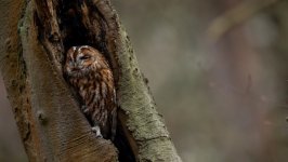 Desktop wallpaper. Animals. ID:128827