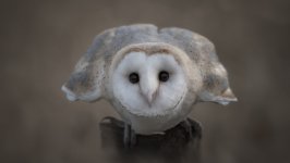 Desktop wallpaper. Animals. ID:128902