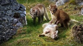 Desktop wallpaper. Animals. ID:128939