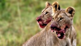 Desktop wallpaper. Animals. ID:129092