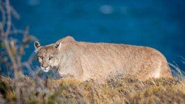 Desktop wallpaper. Animals. ID:129215