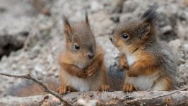 Desktop wallpaper. Animals. ID:129477