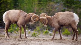 Desktop wallpaper. Animals. ID:129502