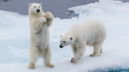 Desktop wallpaper. Animals. ID:129515