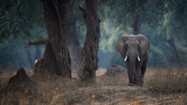 Desktop wallpaper. Animals. ID:129642
