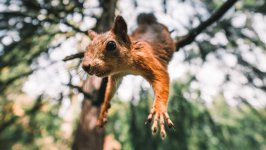 Desktop wallpaper. Animals. ID:129955