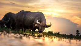 Desktop wallpaper. Animals. ID:129980