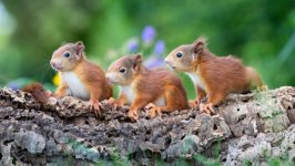 Desktop image. Animals. ID:132405