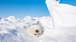 Desktop wallpaper. Animals. ID:130061