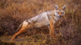 Desktop wallpaper. Animals. ID:130275