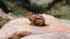 Desktop image. Animals. ID:130347