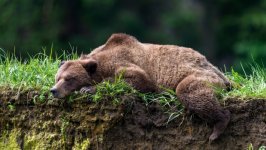 Desktop wallpaper. Animals. ID:130775