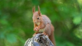 Desktop wallpaper. Animals. ID:130913