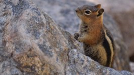 Desktop wallpaper. Animals. ID:130990
