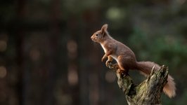 Desktop wallpaper. Animals. ID:131012