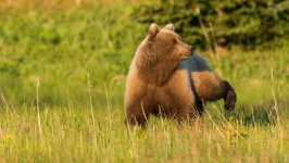 Desktop wallpaper. Animals. ID:131425