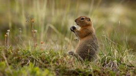 Desktop wallpaper. Animals. ID:131586