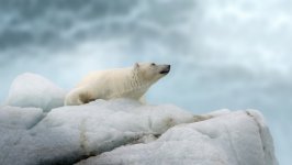 Desktop wallpaper. Animals. ID:131621