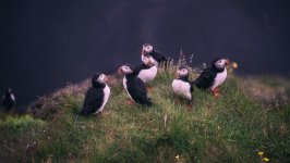 Desktop wallpaper. Animals. ID:131631