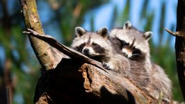 Desktop wallpaper. Animals. ID:131662