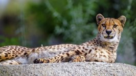 Desktop wallpaper. Animals. ID:131715