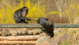 Desktop wallpaper. Animals. ID:131769